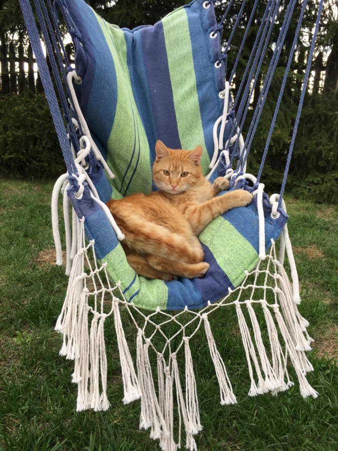 Cat Stone Villa Pisz Dış mekan fotoğraf