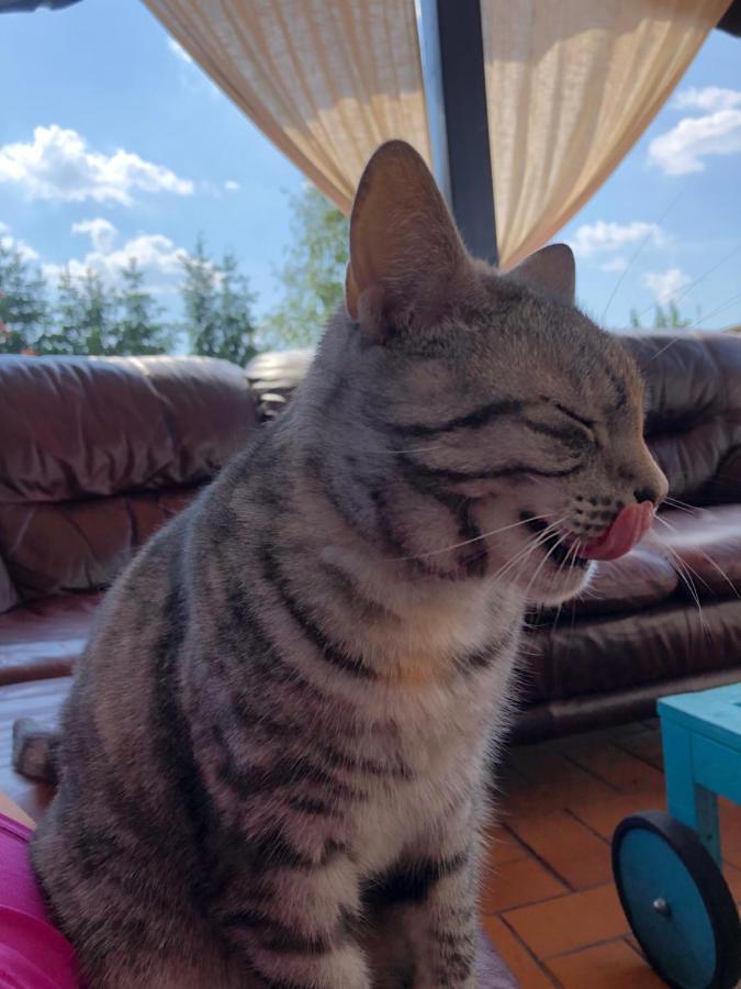 Cat Stone Villa Pisz Dış mekan fotoğraf